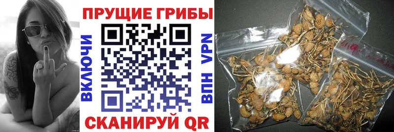 Галлюциногенные грибы GOLDEN TEACHER  Балтийск 